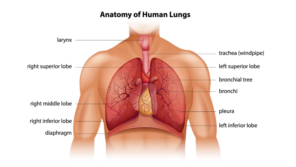 Respiratory Pharma Company